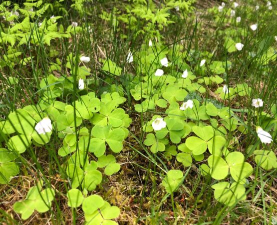 Ketunleipä