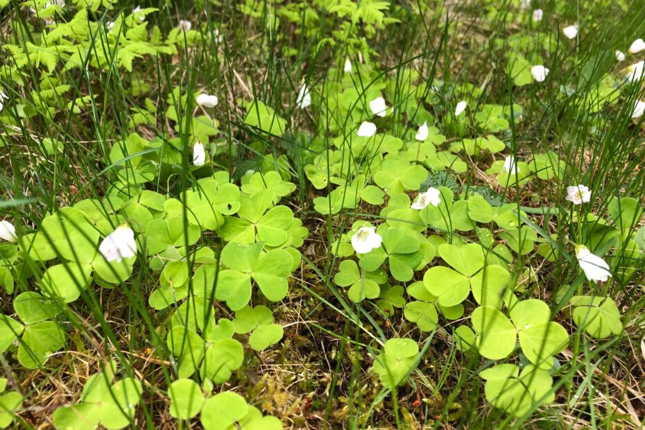 Ketunleipä